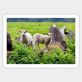 sheep Sticker